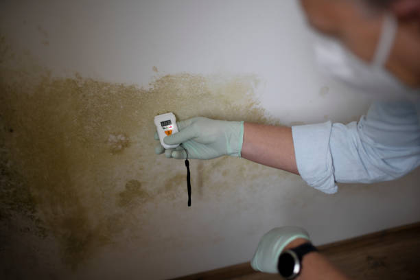 Professional Mold Removal in Dell Rapids, SD